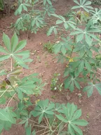 Homesteading and weed clearing on my farmland thumbnail