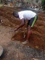 Maize Challenge || Cultivating, Seed bed preparation and applying organic manures to the farmland thumbnail