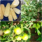 A visit to my Cassava farm and harvesting some maize thumbnail