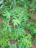 Inspecting The Cassava and vegetables in my Garden thumbnail