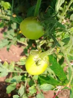 After being away for a long time, I paid a visit to the crops in my garden  thumbnail