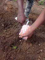 MAIZE CHALLENGE || PLANTING THE MAIZE SEEDS  AFTER A HEAVY RAINFALL thumbnail