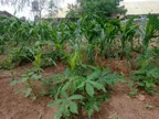 Maize Challenge || Inspecting the crops on my Farmland thumbnail