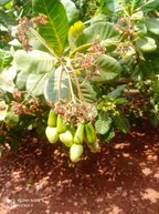 Preparation for The Cashews Harvesting season // And keeping watch of the farm against trespassers thumbnail