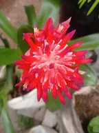 Pleasant view of Billbergia pyramidalis flower thumbnail