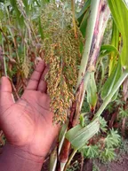 A visit to my millet farm  thumbnail