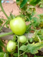 An Insight To Some Of The Crops In My Farmland thumbnail