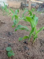 MAIZE CHALLENGE || Day 6 - 14 Post-Planting Report || ALL HOPE SEEMS LOST BUT EVERYTHING IS NOW FINE AGAIN thumbnail