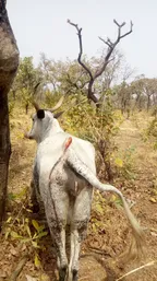 Settling Dispute Between Crop Farmers and Cattle Rearers thumbnail