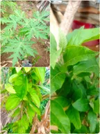 Health Benefits of Bitter leaf and an insight to my Yam and Pawpaw farm thumbnail