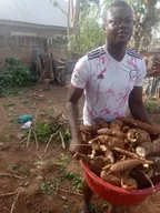 Maize Challenge - Clearing and Harvesting Cassava in the piece of Land I Intended to Use thumbnail