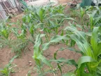 Maize Challenge || Post-Planting update on my maize farm || I have also secure a bigger farmland where I can cultivate and plant more maize thumbnail