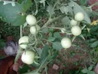 An Insight To My Tomatoes and Vegetable Farm  thumbnail