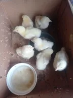 Beginning my journey as a livestock farmer as I purchase some chicks thumbnail