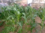 Maize Challenge || A Day Out In The Farm thumbnail