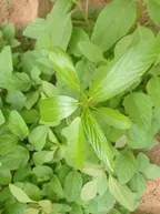 THE VEGETABLES I PLANTED ARE NOW GLOWING || TRANSPLANTING THE VEGETABLES FOR BETTER GROWTH  thumbnail