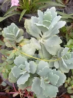 Kalanchoe pumila Succulent Plants  thumbnail