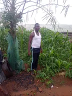 Maize Challenge || Post-Planting Weeding proceess thumbnail