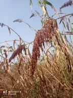 MY MILLET ARE DUE FOR HARVEST thumbnail