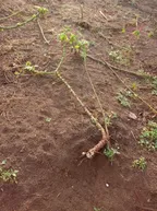 AM AT LOST😢, 100,000 THOUSAND NAIRA WORTH OF CASSAVA FARM PRODUCTS DESTROY BY GOATS 🐐 // MY ORDEALS AS A FARMER thumbnail