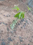 PLANTING CASSAVA STEMS BESIDE MY MAIZE PLANTS thumbnail